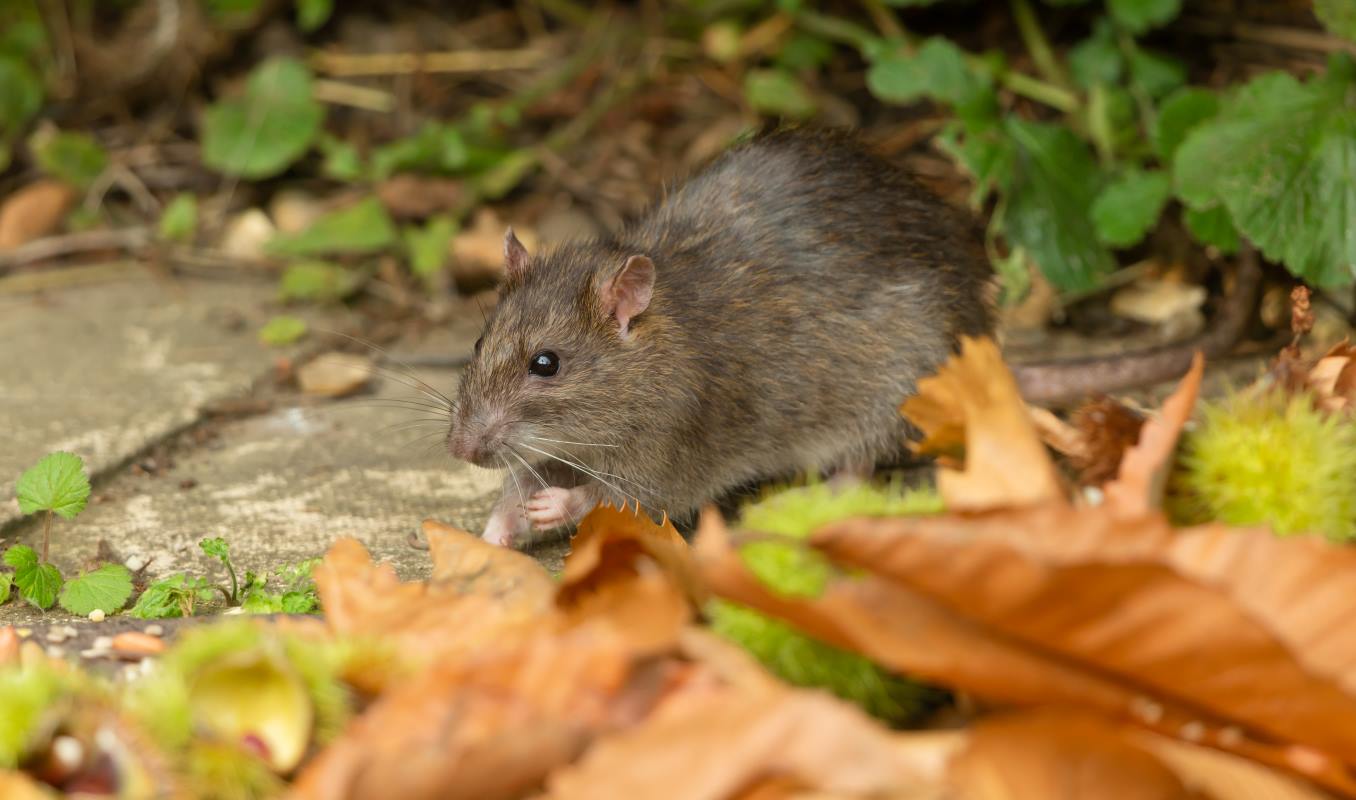 Close-up shot of a common rat with dark gray and brown fur sitting in leaves and grass.