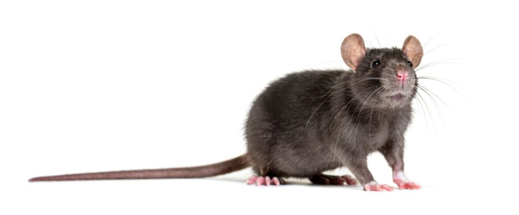 A front-facing view of a roof rat on a white background