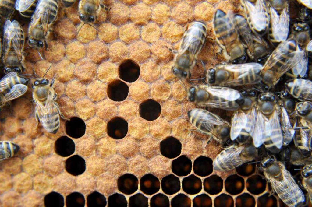 Honey bees place caps on their honeycombs to protect the brood.