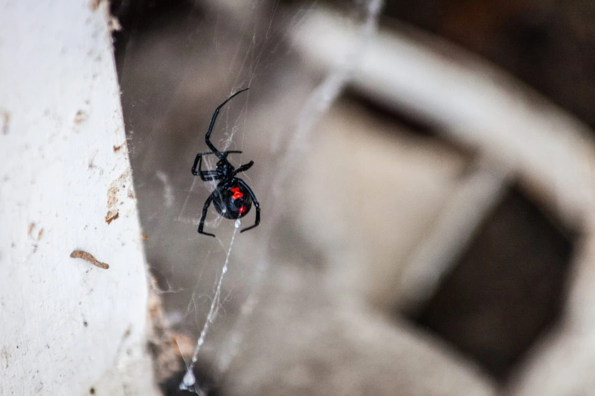 Black widow spider.