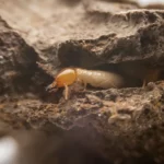 Termite in the ground.