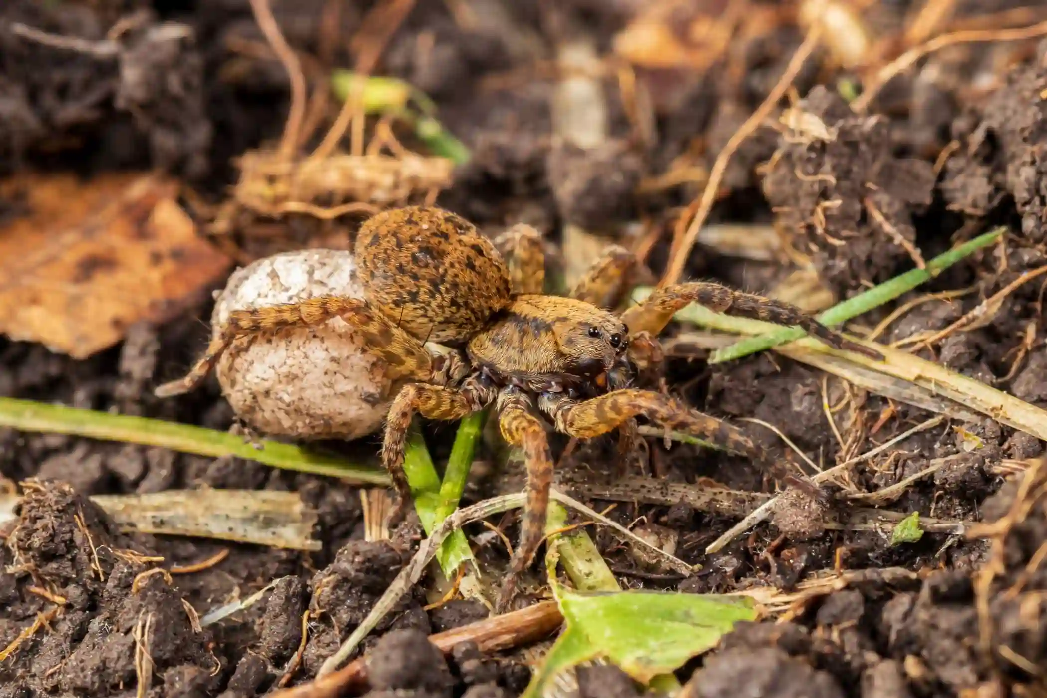 Tarantula in the woods.