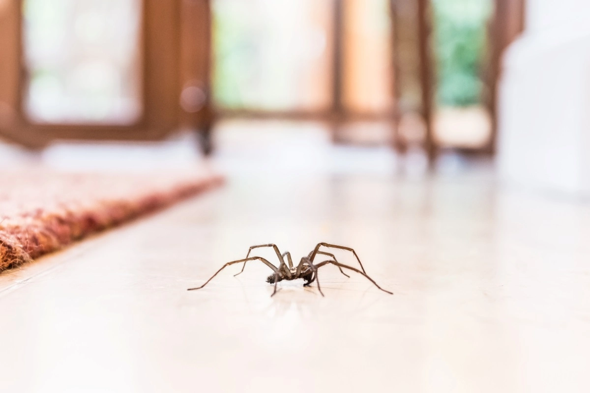Spider on the floor in a house.