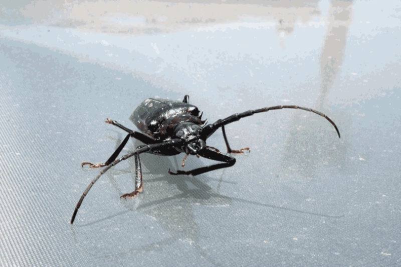 Palo verde beetle.