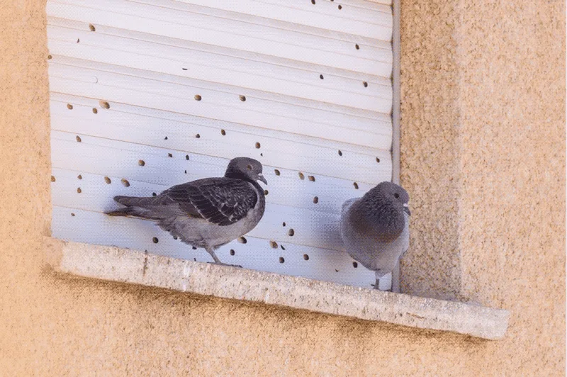 Two pigeons sitting on a window ledge.