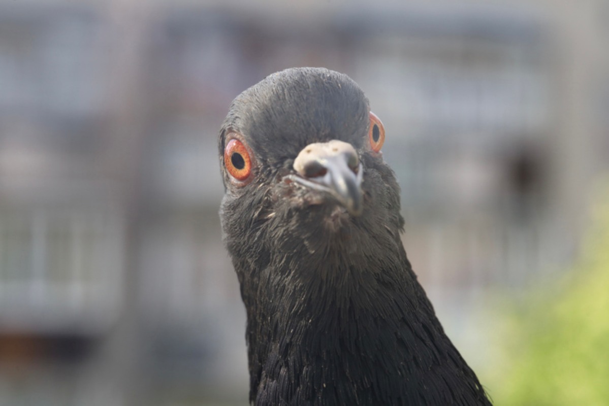 A gray-feathered pigeon making direct eye contact.