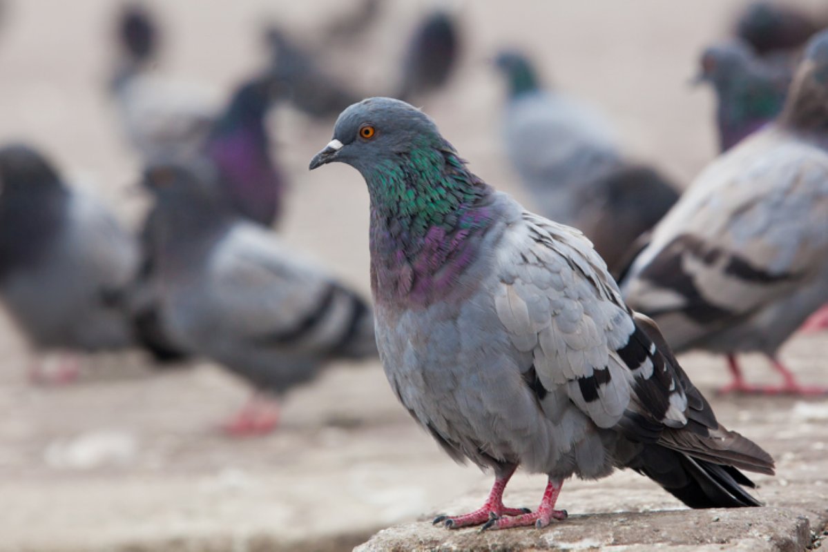 A pigeon with iridescent feathers standing tall among other pigeons.