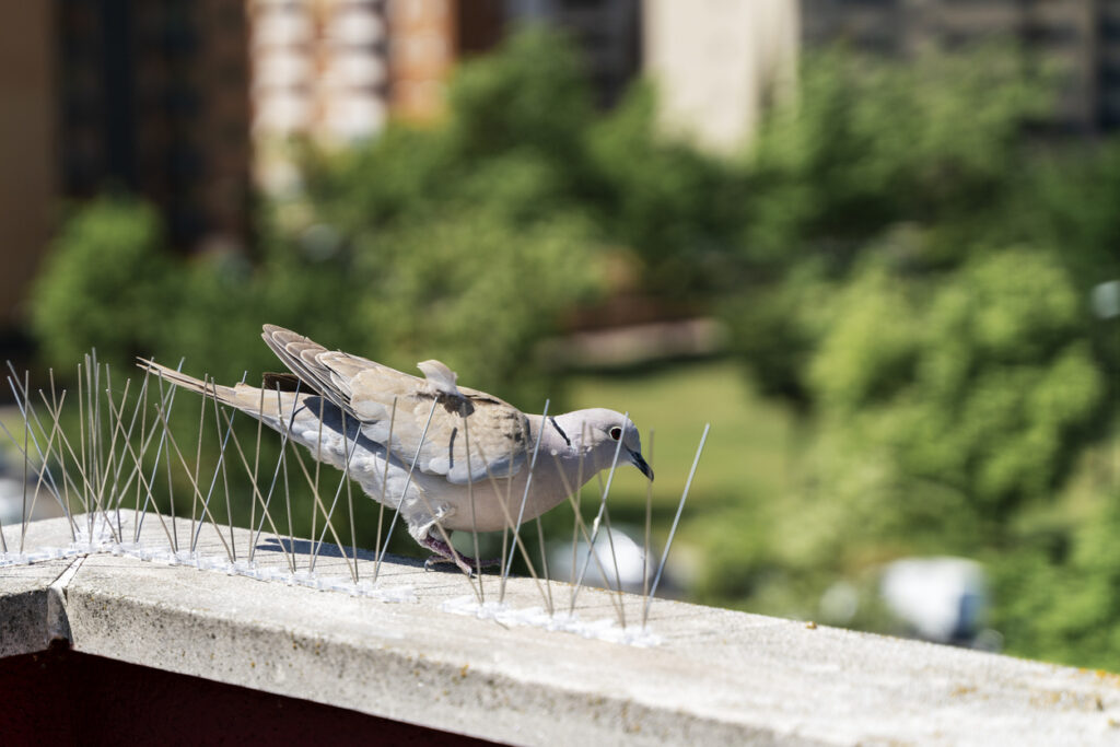 Bird spikes repel an American mourning dove from a roof ledge.