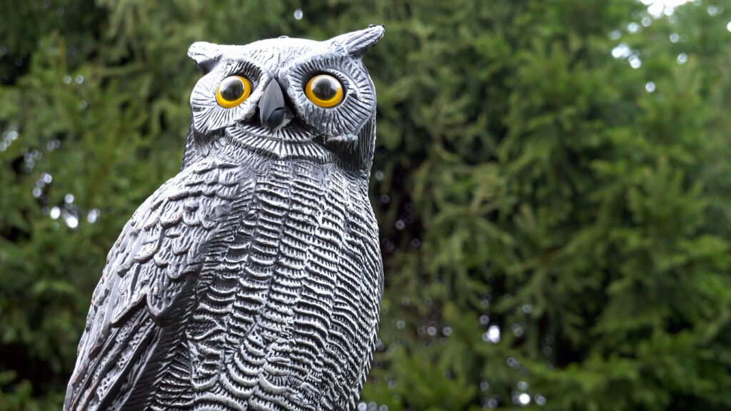 A false owl on a fence post to repel birds. 