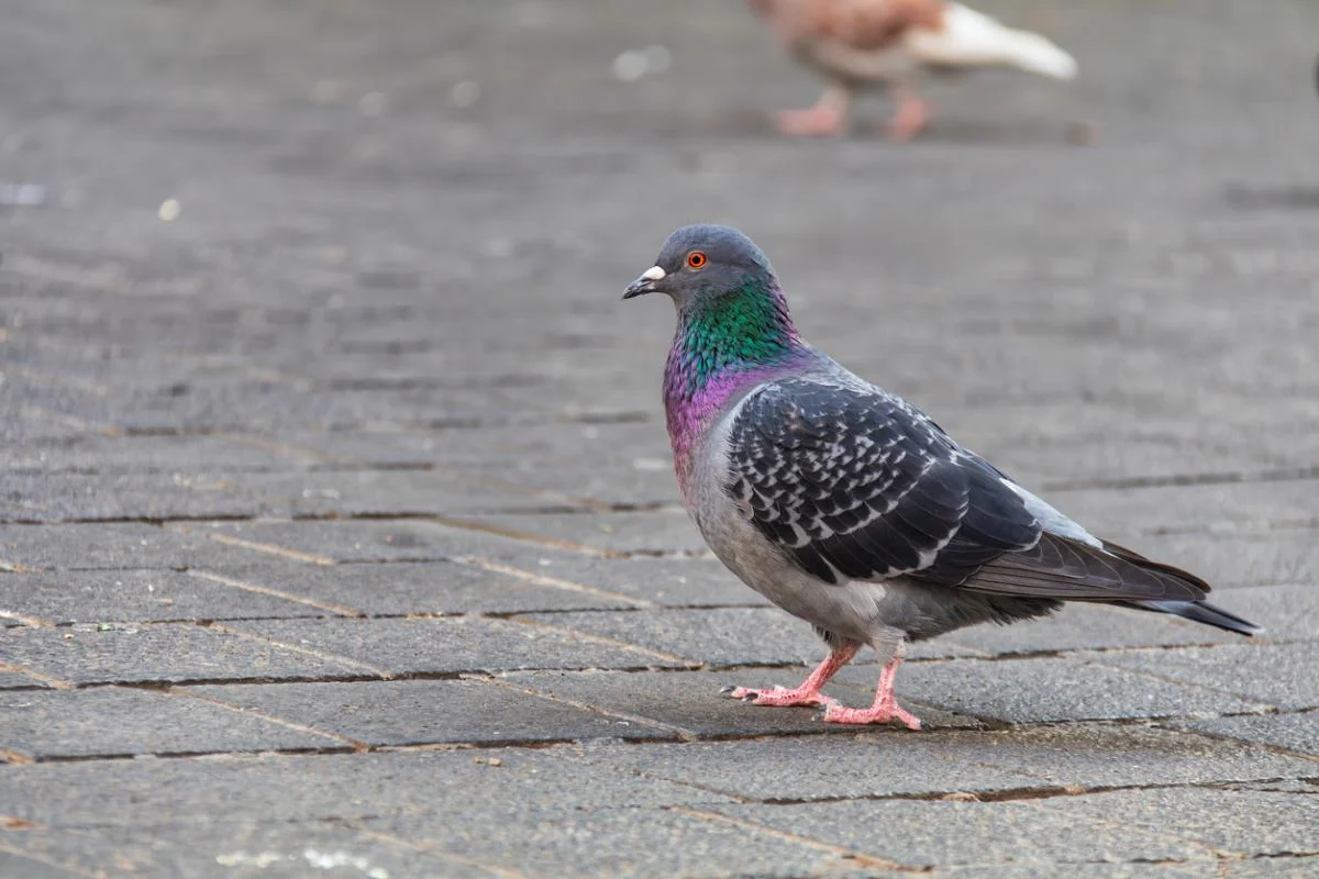 A pigeon walking on pavement.