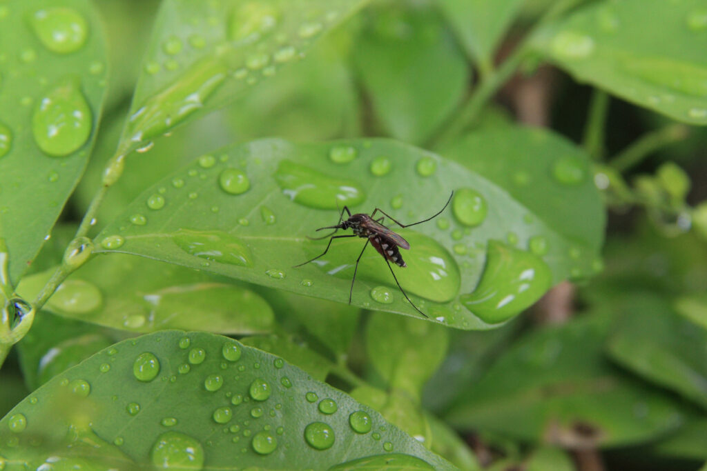 A mosquito resting on a leaf with water droplets. 