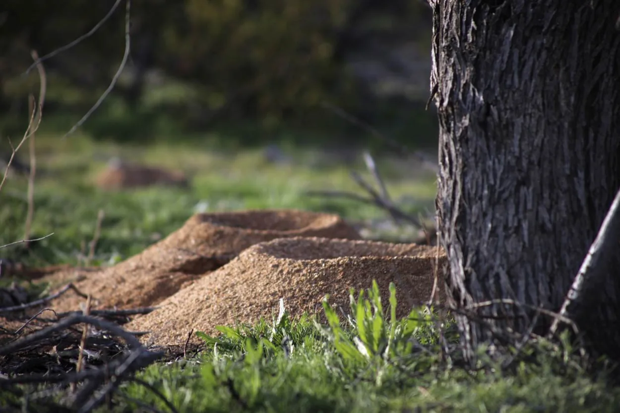 Two ant hills seen near a tree.