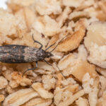 A small moth.
