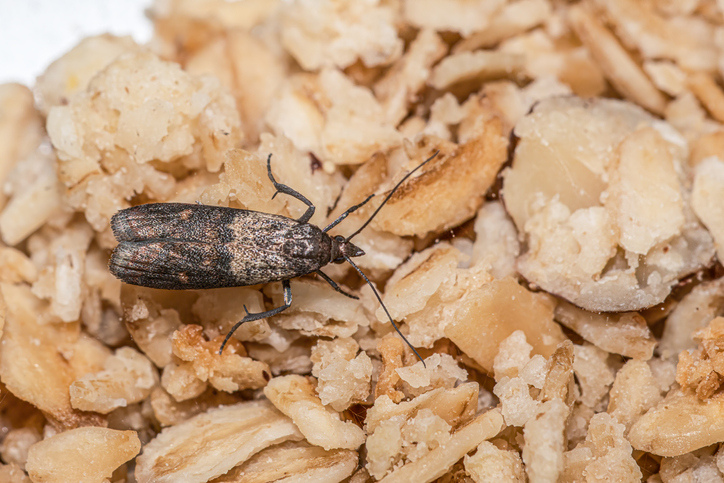 A small moth.