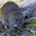Rat foraging on the ground among leaves, posing pest control risk.