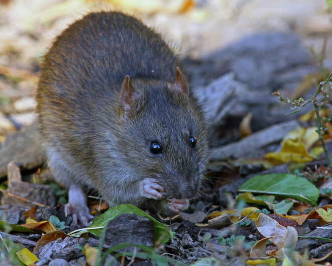 Rat foraging on the ground among leaves, posing pest control risk.