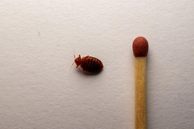 A bed bug standing next to the red tip of a matchstick, highlighting its size. 